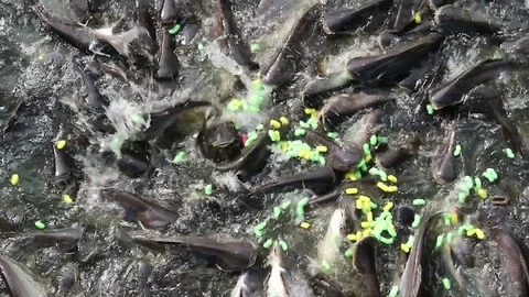 Feeding aggressive shark catfish Stock Footage 75784724