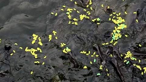 Feeding aggressive shark catfish Stock Footage 75785707