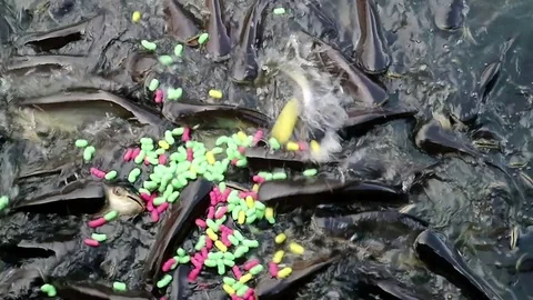 Feeding aggressive shark catfish Stock Footage 75786296