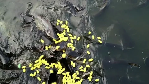 Feeding aggressive shark catfish Stock Footage 75787256