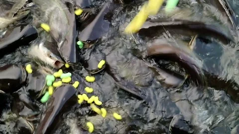 Feeding aggressive shark catfish Stock Footage 75787850