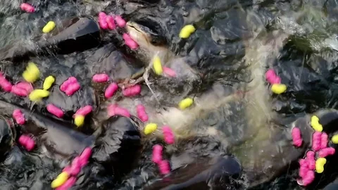 Feeding aggressive shark catfish Stock Footage 75788370