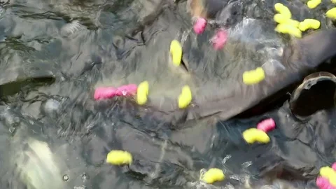 Feeding aggressive shark catfish Stock Footage 75788966