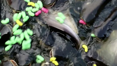 Feeding aggressive shark catfish Stock Footage 75789716