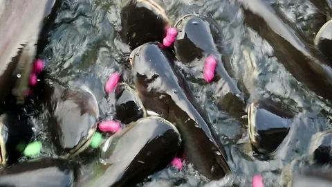 Feeding aggressive shark catfish Stock Footage 75790254