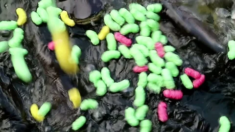 Feeding aggressive shark catfish Stock Footage 75791016