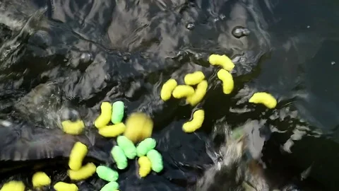 Feeding aggressive shark catfish Stock Footage 75791450