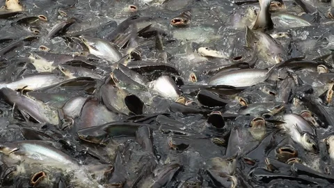 Feeding aggressive shark catfish Stock Footage 94196641