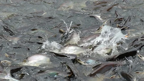 Feeding aggressive shark catfish Stock Footage 94197457