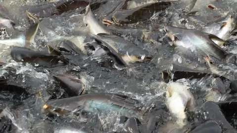 Feeding aggressive shark catfish Stock Footage 94197896