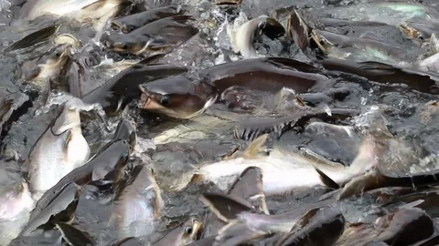 Feeding aggressive shark catfish Stock Footage 94198042