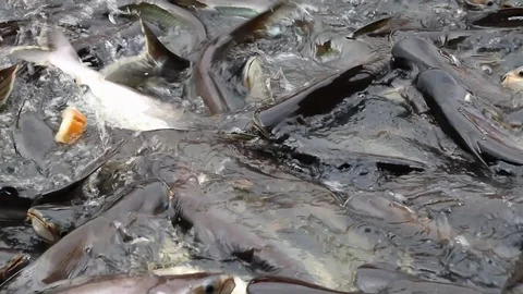 Feeding aggressive shark catfish Stock Footage 94198111