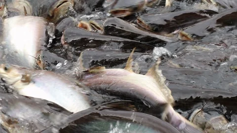 Feeding aggressive shark catfish Stock Footage 94198169
