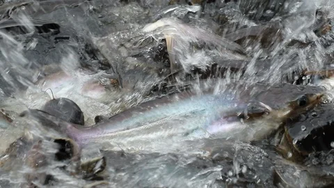 Feeding aggressive shark catfish Stock Footage 94198222
