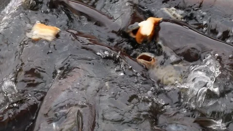 Feeding aggressive shark catfish Stock Footage 94198276