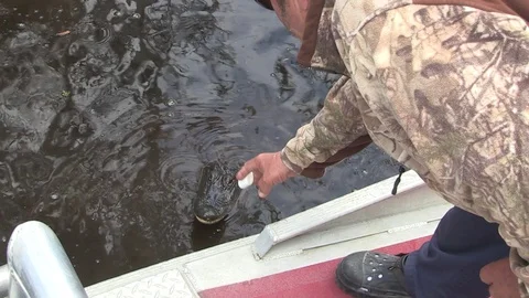 Feeding alligator marshmellow Stock Footage 88291246