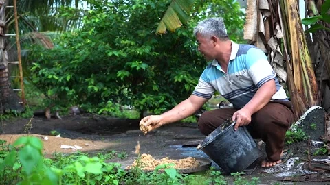 Feeding Animal Feed Stock Footage 287318927