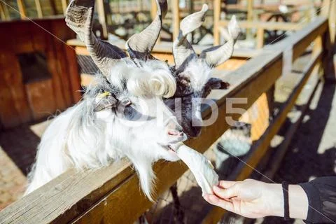 Feeding animals with cabbage. goat close up. zoo life. farming Stock Photos