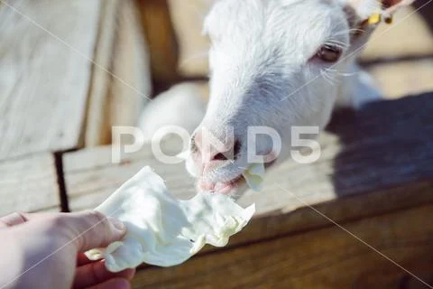 Feeding animals with cabbage. goat close up. zoo life. farming Stock Photos