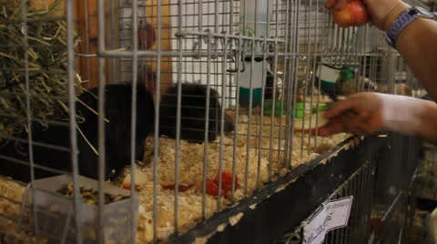 Feeding animals Stock Footage 27074607