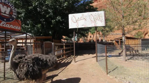 Feeding animals Stock Footage 30370070