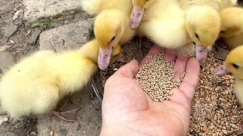 Feeding animals by hand Stock Footage 245859419