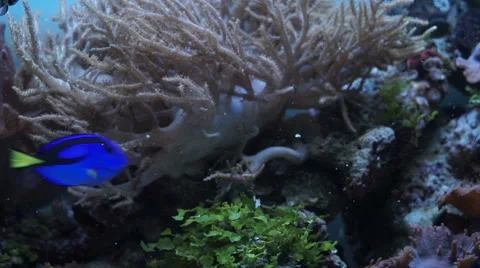 Feeding aquarium fish Stockbeeldmateriaal 66694034
