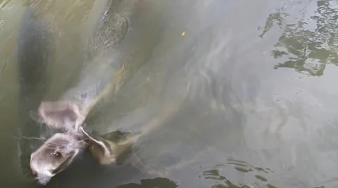Feeding of Arapaima fish Stock Footage 56794185