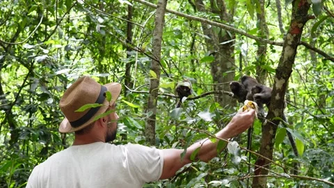 Feeding banana to monkeys Stock Footage 307630243