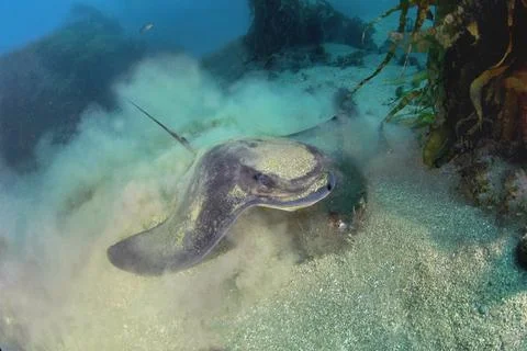 Feeding bat ray Stock Photos