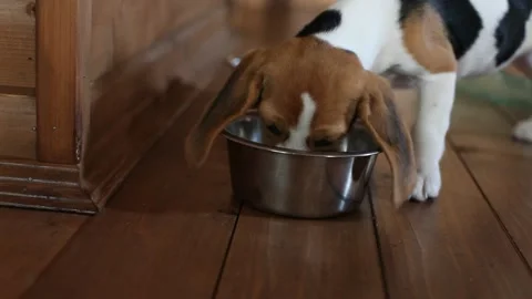 Feeding beagle puppy Stock Footage 109424406