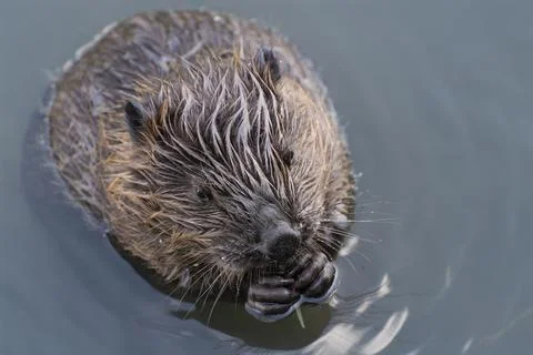 Feeding beaver 스톡 사진
