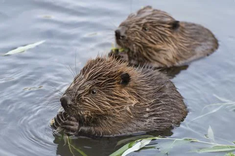 Feeding beavers Stock Photos