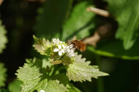 Feeding Bee Fly Stock Photos