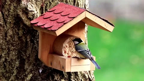 Feeding in bird feeder, parus major Stock Footage 188539669