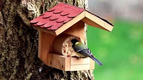 Feeding in bird feeder, parus major Stock Footage 188539732