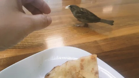 Feeding the bird from the hand Stock-Footage 112176874