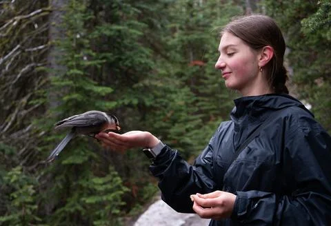 Feeding a bird Stock Photos