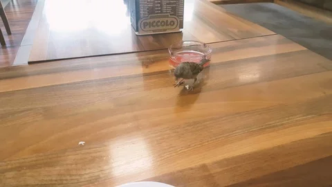 Feeding the bird on the table Stock-Footage 112175920