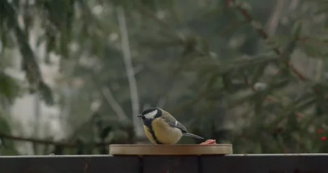 Feeding bird in the winter 60fps Video stock 257559810