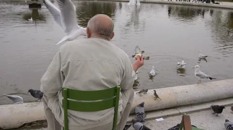 Feeding the birds 2. Stock Footage 912902
