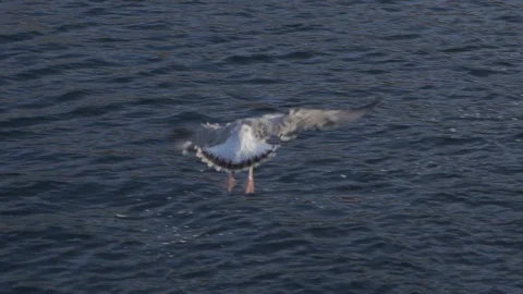 Feeding birds on Baikal. seagulls on the surface of water and air. slow motio Stock-Footage 115100014
