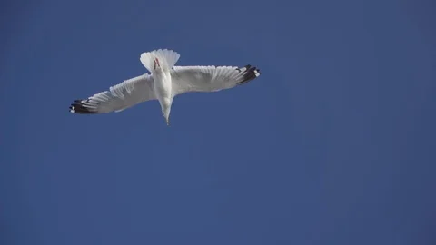 Feeding birds on Baikal. seagulls on the surface of water and air. slow motio Stock-Footage 115100152