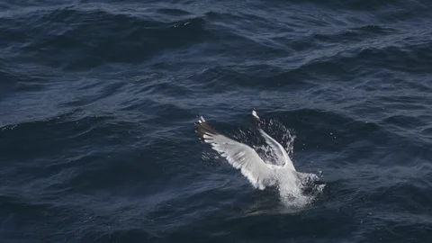 Feeding birds on Baikal. seagulls on the surface of water and air. slow motio Stock Footage 115100192