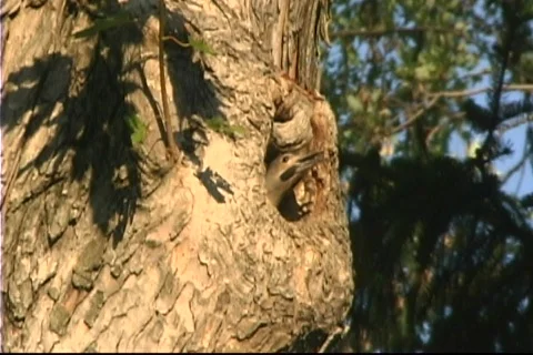 Feeding birds Video stock 137869