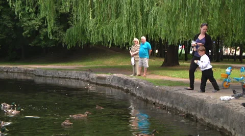 Feeding the birds Stock Footage 39653201