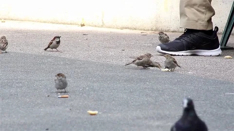 Feeding birds Stock Footage 78529515