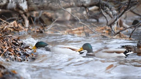 Feeding birds with hands. A duck eats seeds in a forest in a lake or in a river Stock Footage 103215858