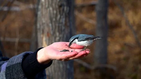 Feeding birds with hands Stock Footage 120236268
