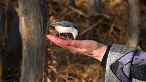 Feeding birds with hands Stock Footage 120237691
